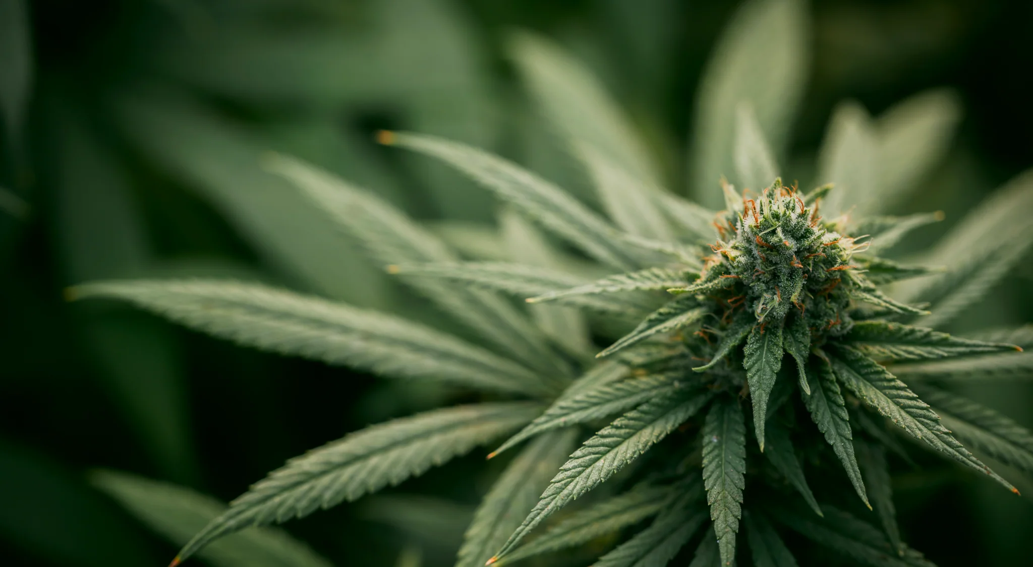 Medizinisches Cannabis sicher bestellen